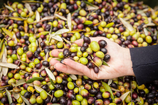 Olio Extravergine Bio “Ghermanu” di Oliena